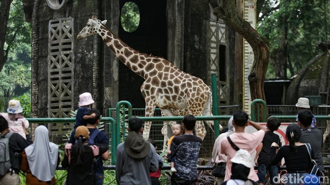 Taman Margasatwa Ragunan Masih Menjadi Wisata Favorit Di Jakarta. (foto: Andhika Prasetia/detikcom)