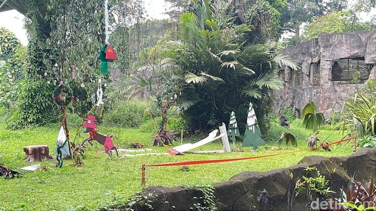 Foto: Feeding Gorila Di Ragunan (anggi/detikcom)