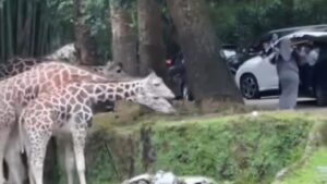 Pengunjung Nekat Keluar Mobil di Area Satwa Taman Safari Bogor, Manajemen Investigasi Pelanggaran