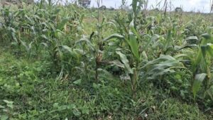 Polisi Tegaskan Lahan Jagung di Tigaraksa Siap Panen Januari, Bantah Isu Terbengkalai