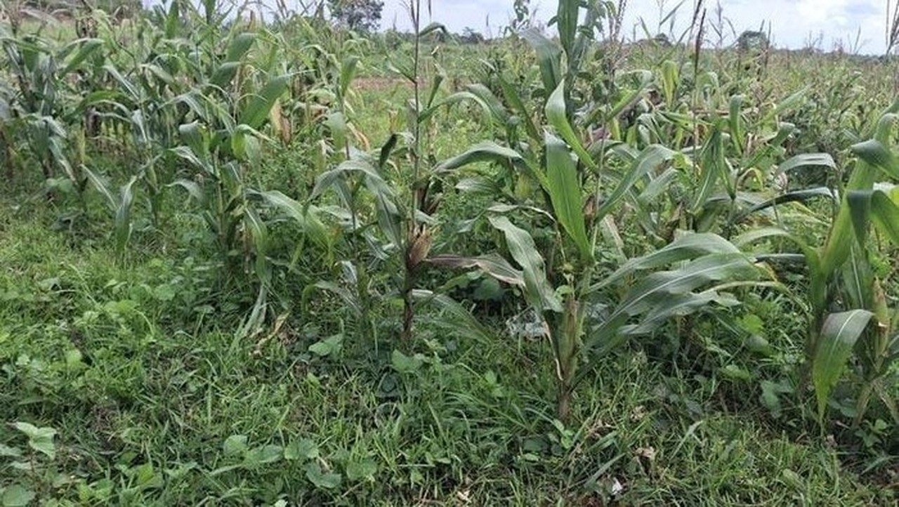 Foto: Lahan Jagung Di Tigaraksa (dok Istimewa)