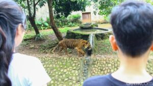 Kisah Fahmi, Zookeeper Ragunan: Bonding dengan Harimau Sambil Tetap Waspada