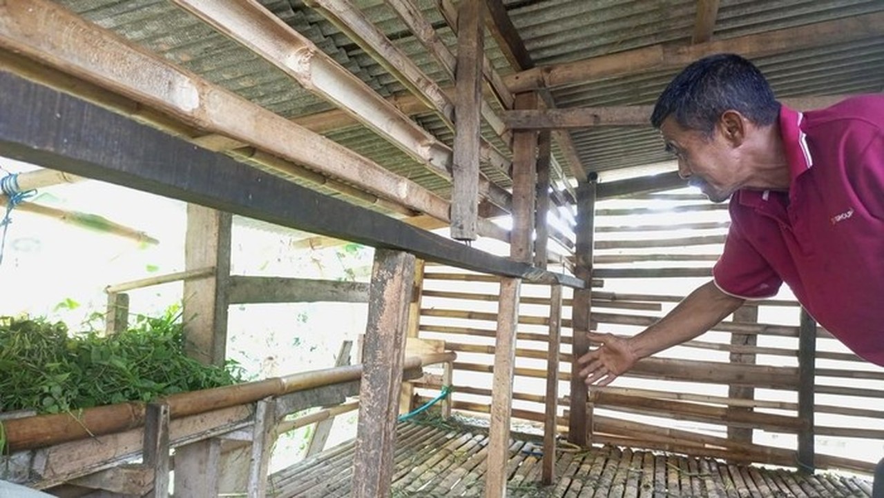Viral Domba Milik Warga Di Kelurahan Mekarwangi, Kecamatan Tanah Sareal, Kota Bogor Dicuri. (foto: Dok. Istimewa)