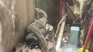 Warga Bogor Panggil Damkar Akibat Seekor Biawak Saat Jemur Pakaian