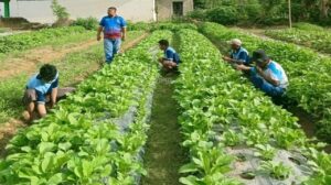 Ketahanan Pangan di Lapas: Panen Sayur Hingga Produksi VCO Jadi Bukti Kemandirian Warga Binaan