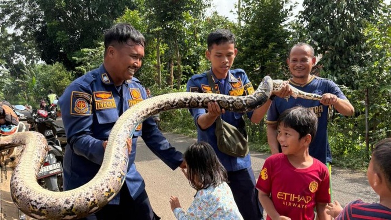 Ular Sanca 3 Meter Muncul Di Saluran Limbah Rpa Cileungsi (foto: Dok. Istimewa)