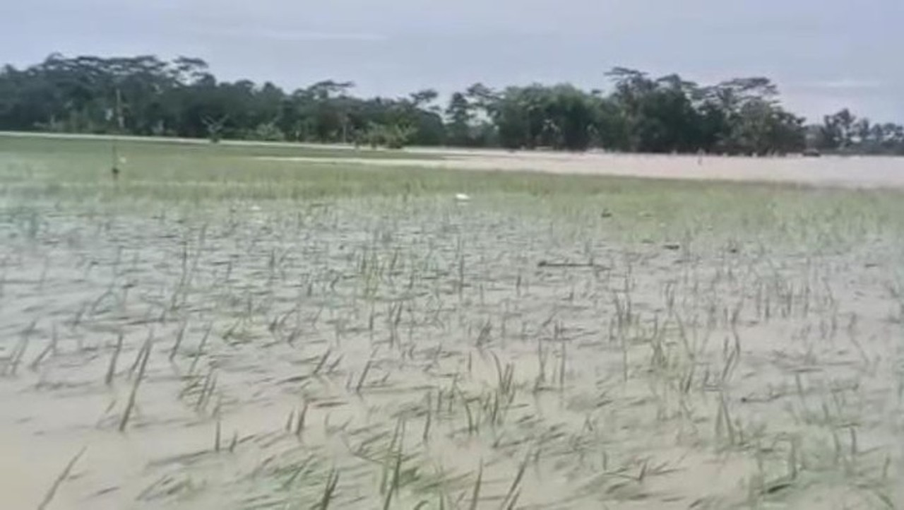 Sawah Milik Petani Di Pandeglang Terendam Banjir. (foto: Dok. Istimewa)