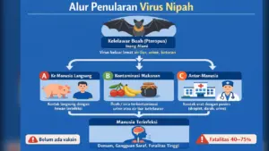Cara Penularan Virus Nipah dari Hewan ke Manusia dan Risiko Antar-Manusia Menurut Kemenkes