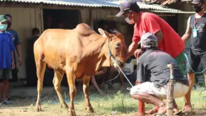 Kapan Hari Raya Idul Adha 2026? Cek Perkiraan Tanggal dan Jadwal Libur Nasional