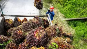 Harga CPO Melonjak Jelang Penerapan Biodiesel B50, Kontrak Juli Tembus 4.501 RM/ton