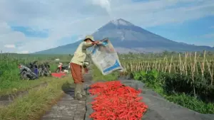 BRI Pastikan Penyaluran KUR Rp84,36 T Hingga Mei 2026, Mayoritas Untuk Pertanian