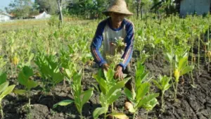 Petani Temanggung Gelar Doa Bersama Tolak Turunan PP 28/2024